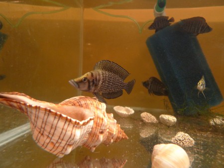 altolamprologus calvus black pectoral
